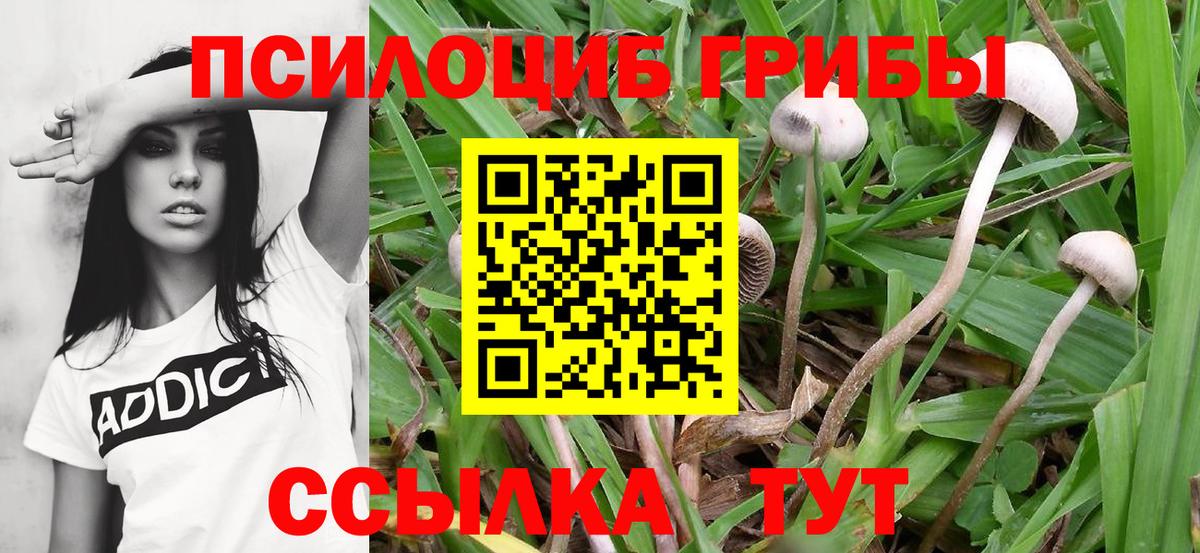 Псилоцибиновые грибы мицелий Курган
